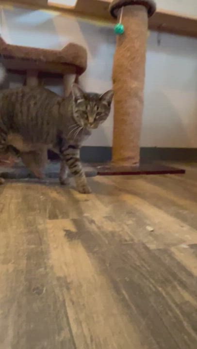 Enlarge Sweetie (Electra), a Adoptable Domestic Short Hair in Shelbyville, TN video 3/3