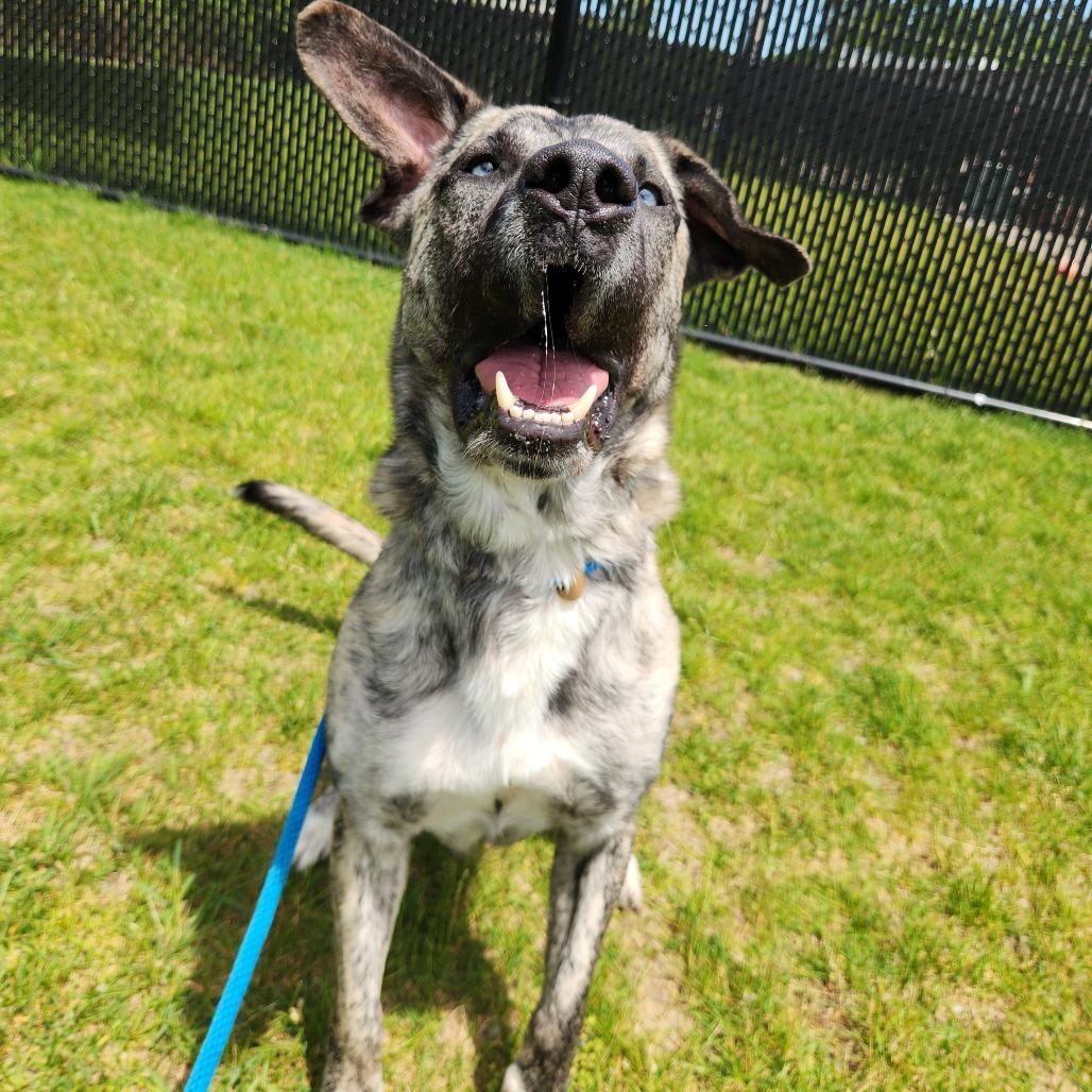 Enlarge Chico, a Adoptable Mountain Cur in Fort Wayne, IN image 1/6
