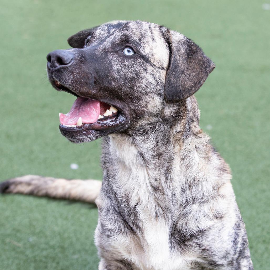 Enlarge Chico, a Adoptable Mountain Cur in Fort Wayne, IN image 2/6