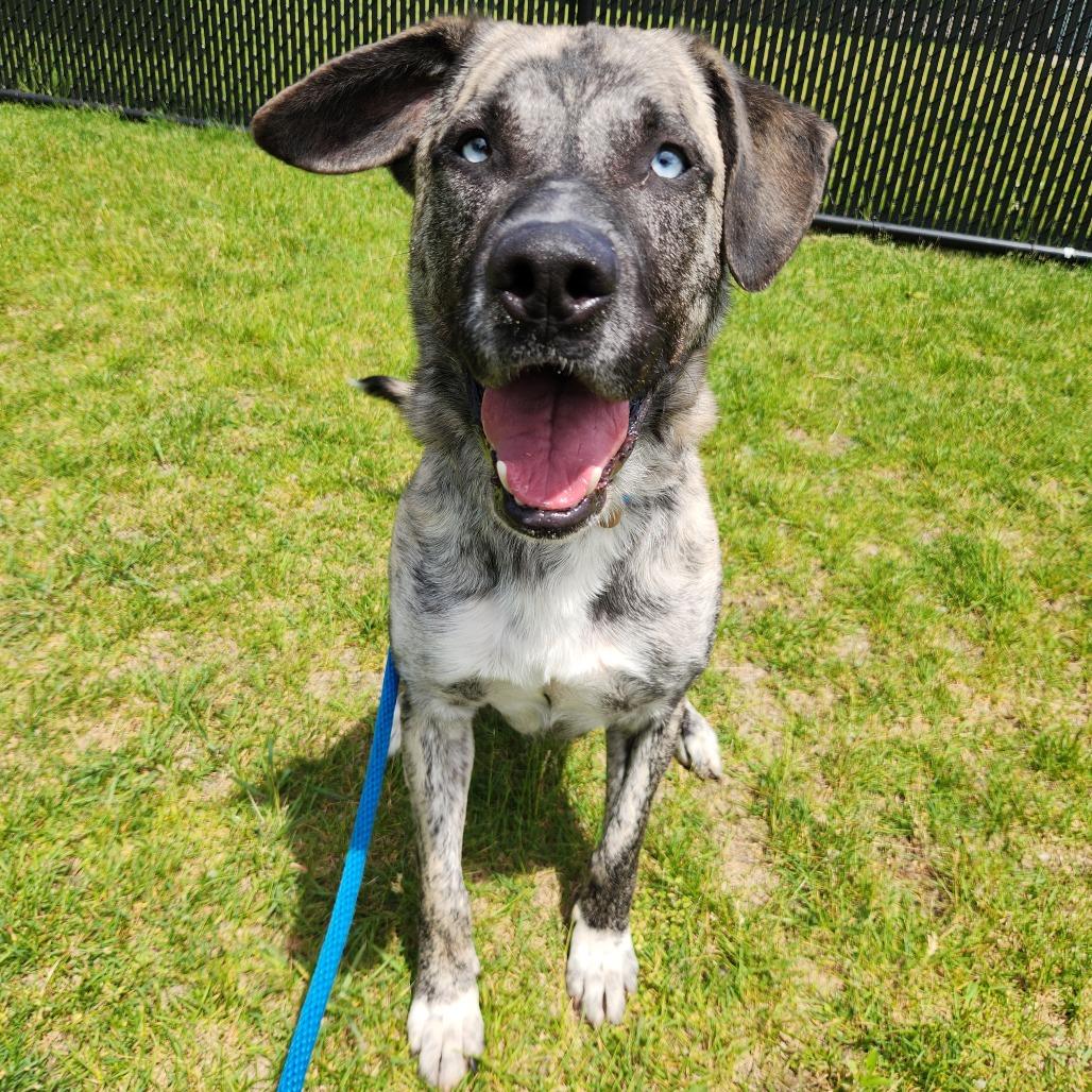 Enlarge Chico, a Adoptable Mountain Cur in Fort Wayne, IN image 3/6