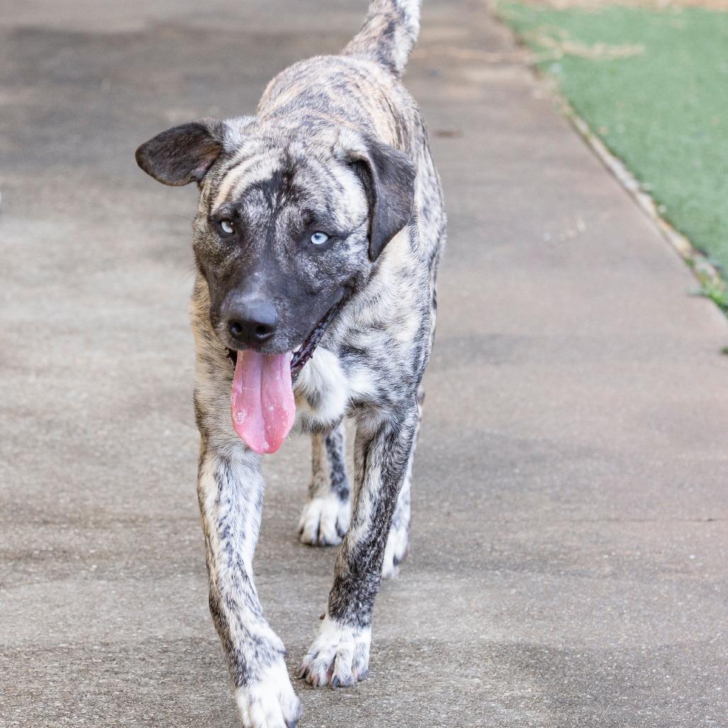 Enlarge Chico, a Adoptable Mountain Cur in Fort Wayne, IN image 4/6