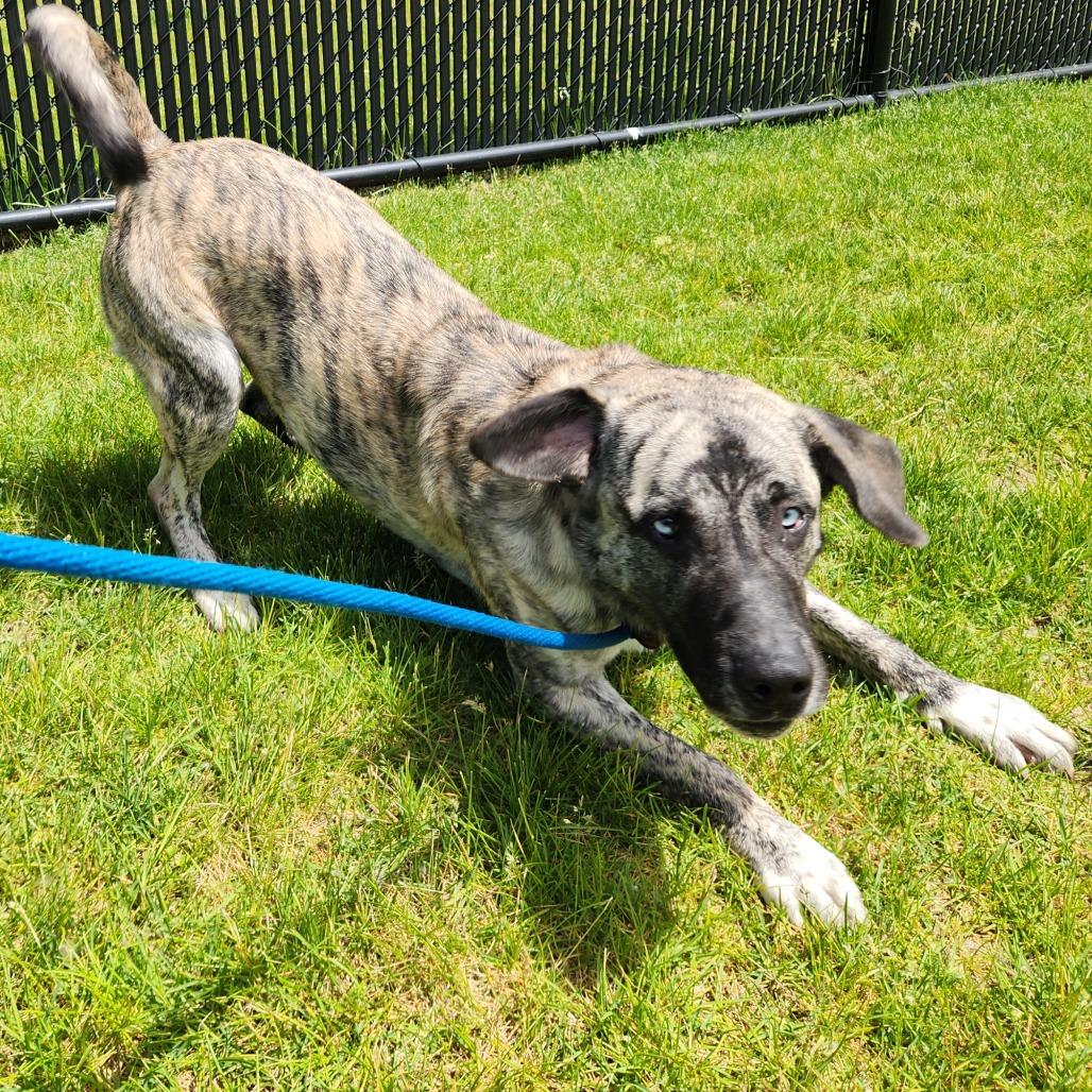 Enlarge Chico, a Adoptable Mountain Cur in Fort Wayne, IN image 5/6