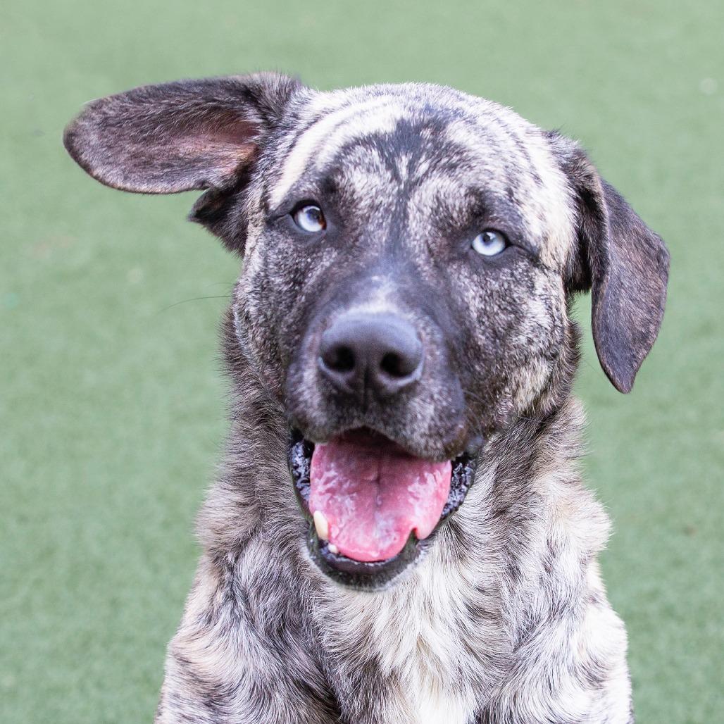 Enlarge Chico, a Adoptable Mountain Cur in Fort Wayne, IN image 6/6