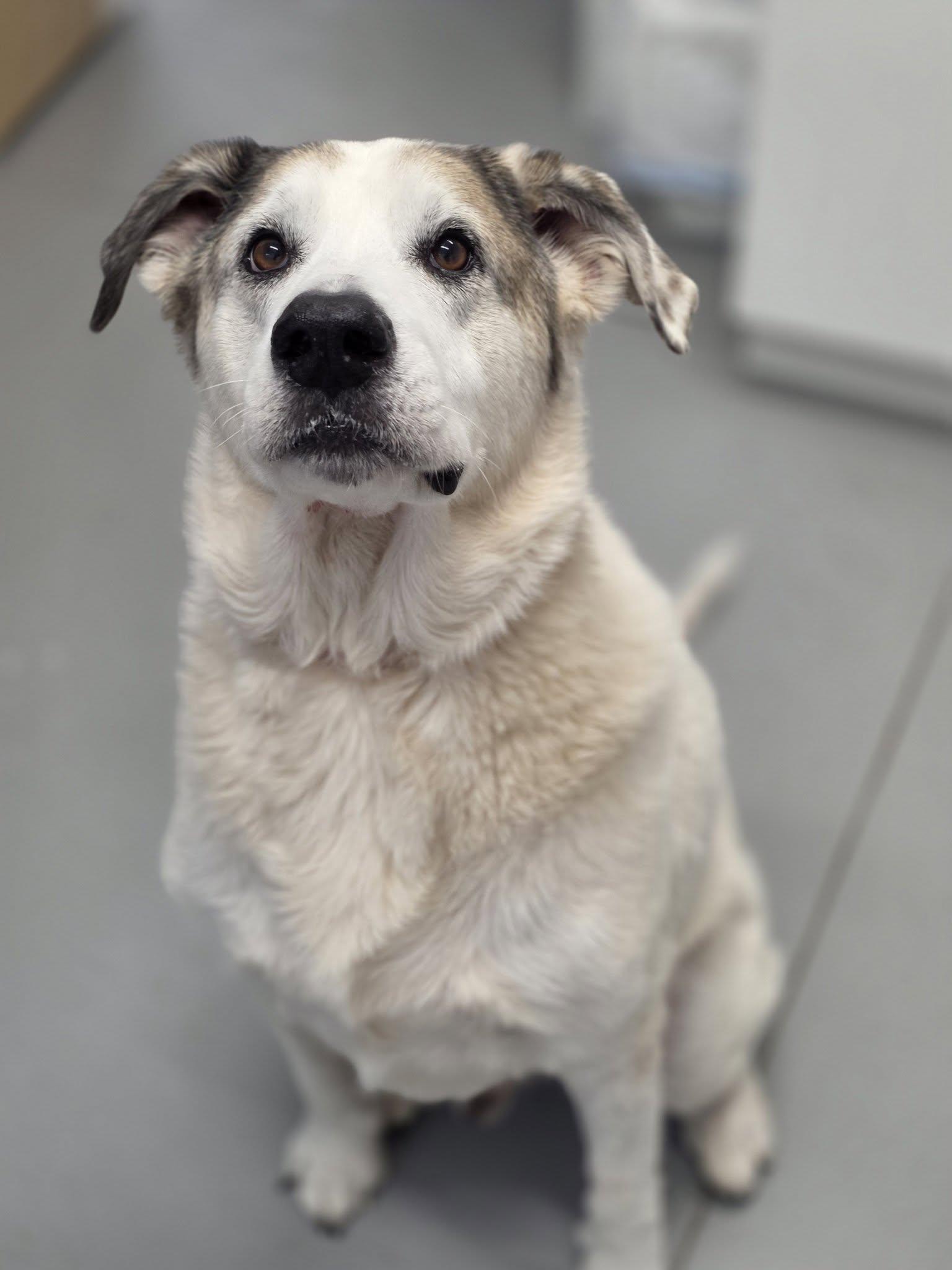 Badger, ADOPTABLE, Adult Male Great Pyrenees.
