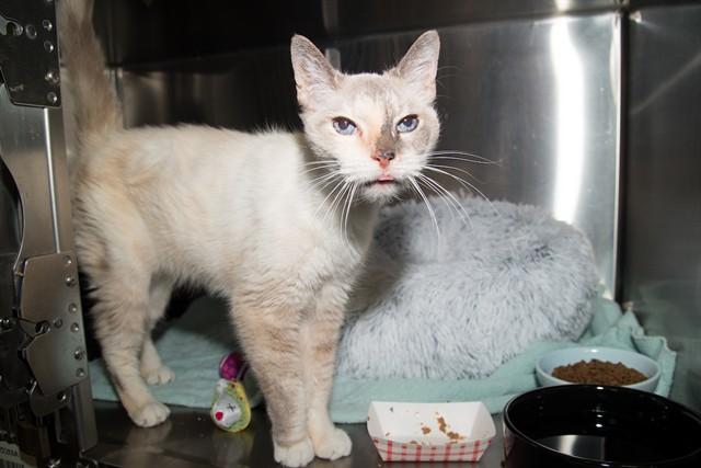 Enlarge LADY PENGUIN, a Adoptable Siamese in Santa Monica, CA image 1/1