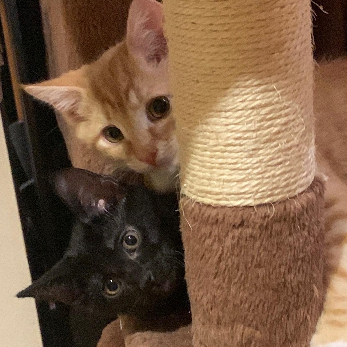 Enlarge Mango & Panther, a Adoptable mixed breed in New york, NY image 1/4