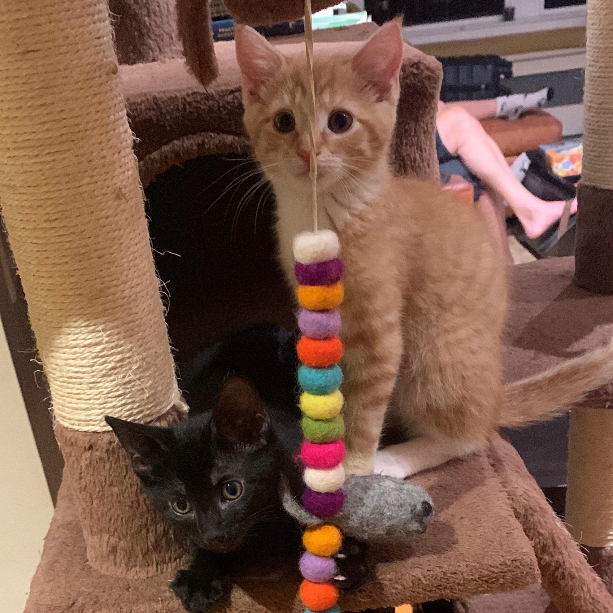Enlarge Mango & Panther, a Adoptable mixed breed in New york, NY image 3/4