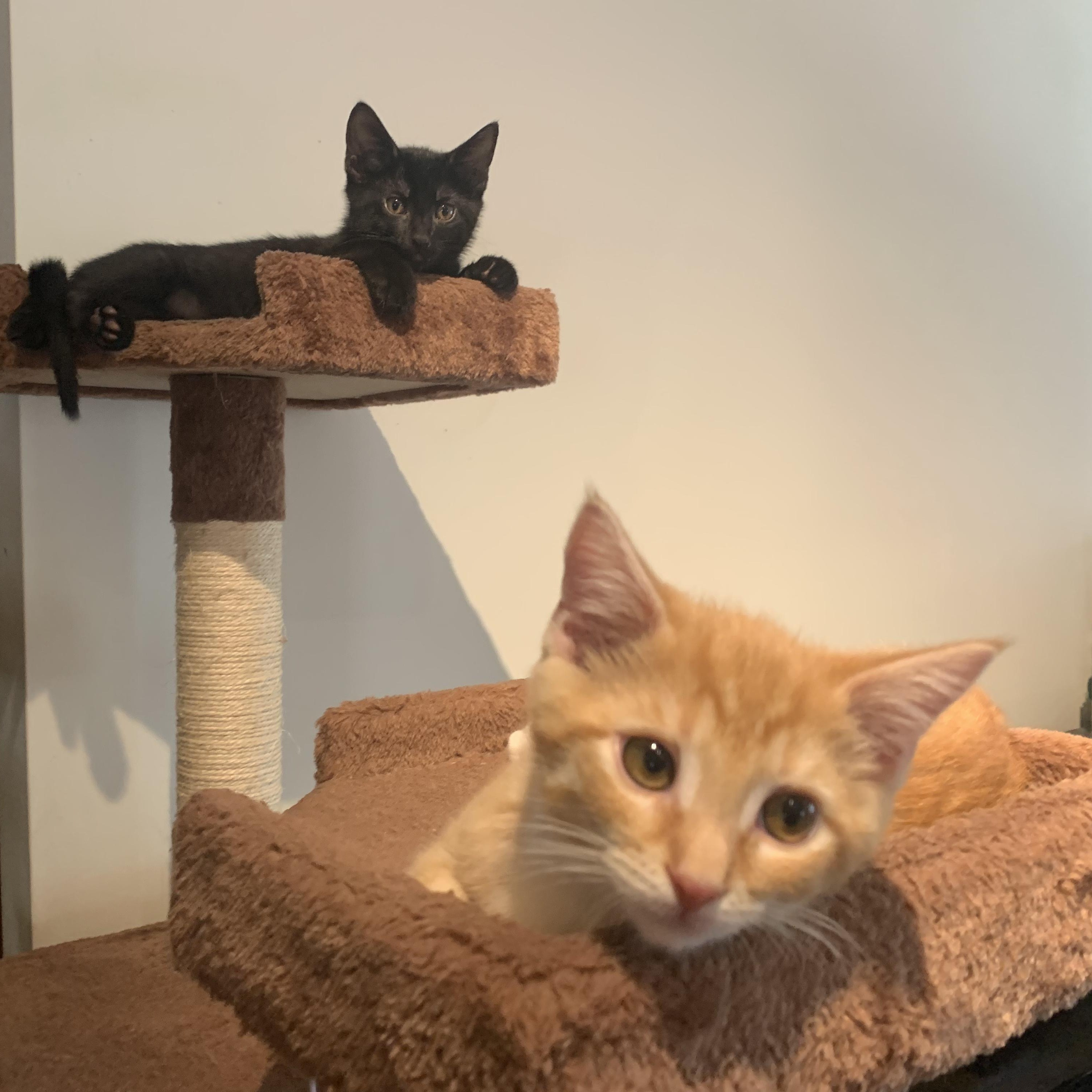 Enlarge Mango & Panther, a Adoptable mixed breed in New york, NY image 2/4
