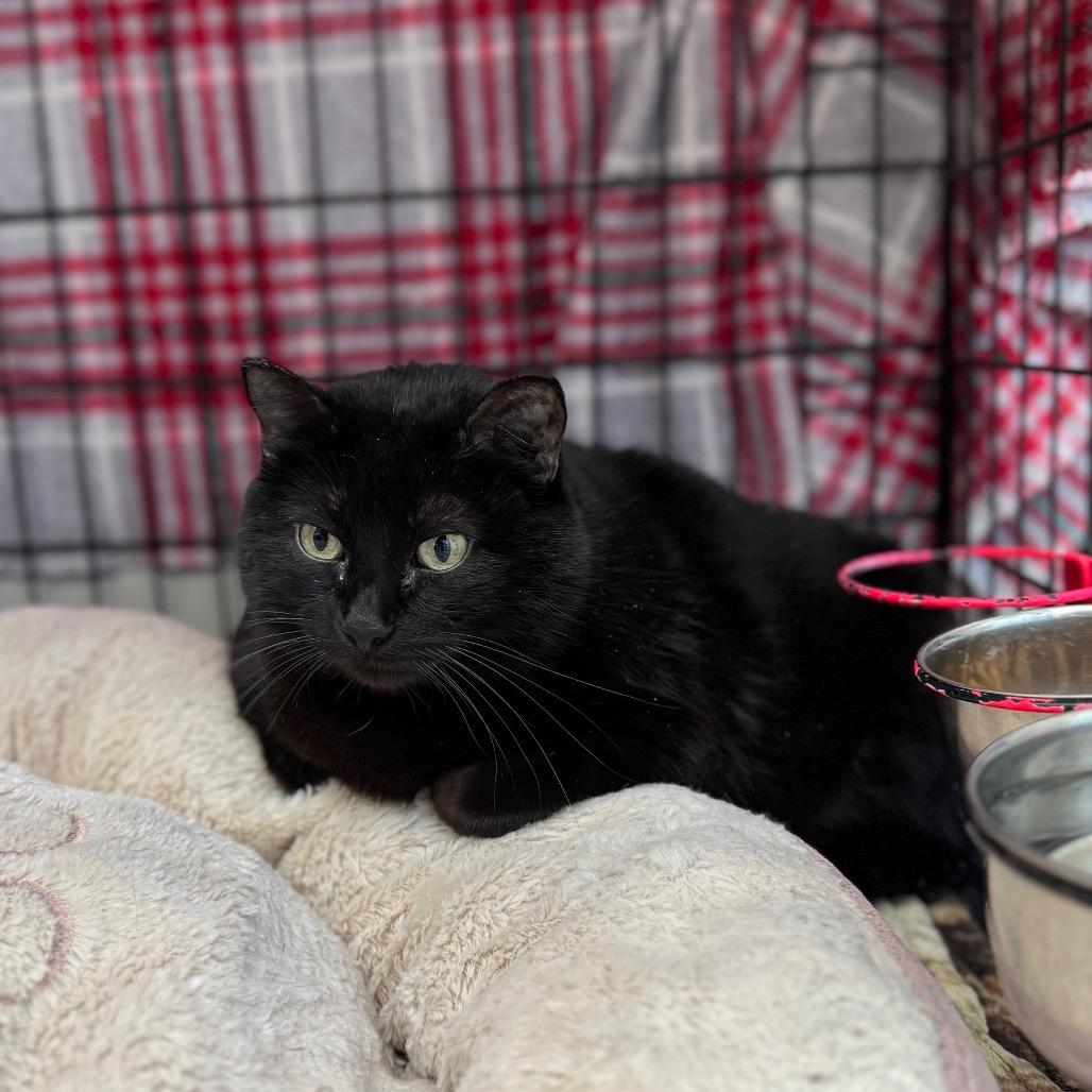 Enlarge Delphine, a Adoptable Domestic Medium Hair in Detroit Lakes, MN image 1/3