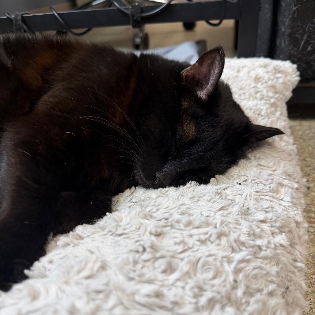Enlarge Delphine, a Adoptable Domestic Medium Hair in Detroit Lakes, MN image 2/4