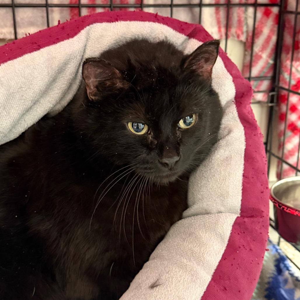 Enlarge Delphine, a Adoptable Domestic Medium Hair in Detroit Lakes, MN image 2/3