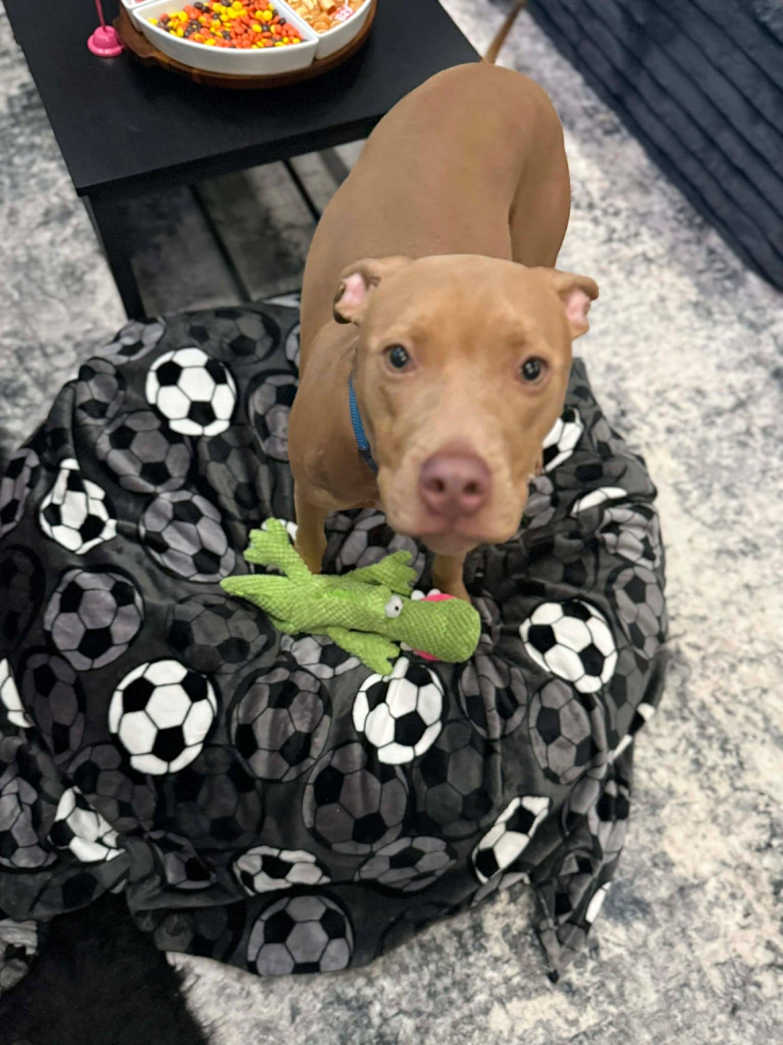 Enlarge Boomer, a ADOPTABLE mixed breed in Binghamton, NY image 2/3