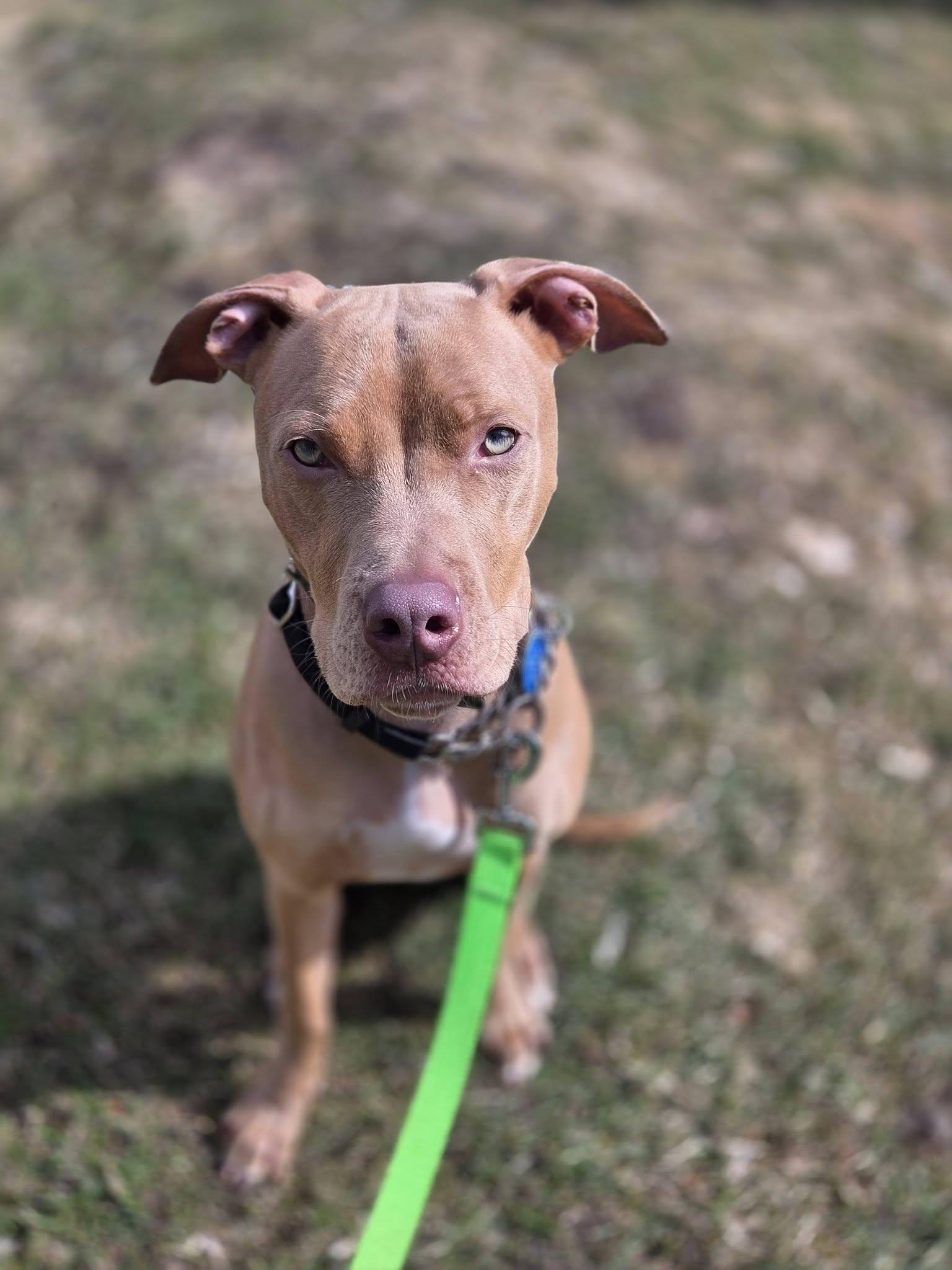 Enlarge Boomer, a ADOPTABLE mixed breed in Binghamton, NY image 4/6