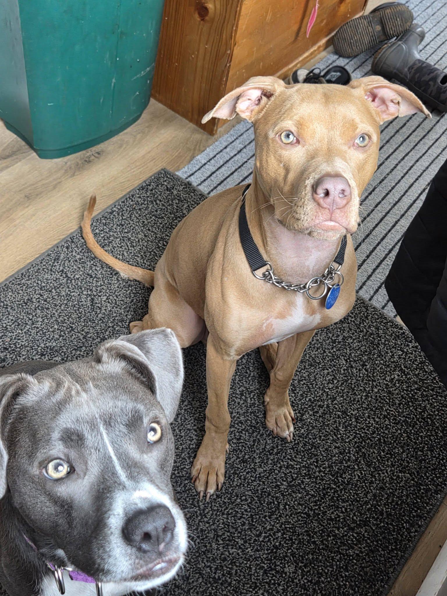 Enlarge Boomer, a ADOPTABLE mixed breed in Binghamton, NY image 5/6