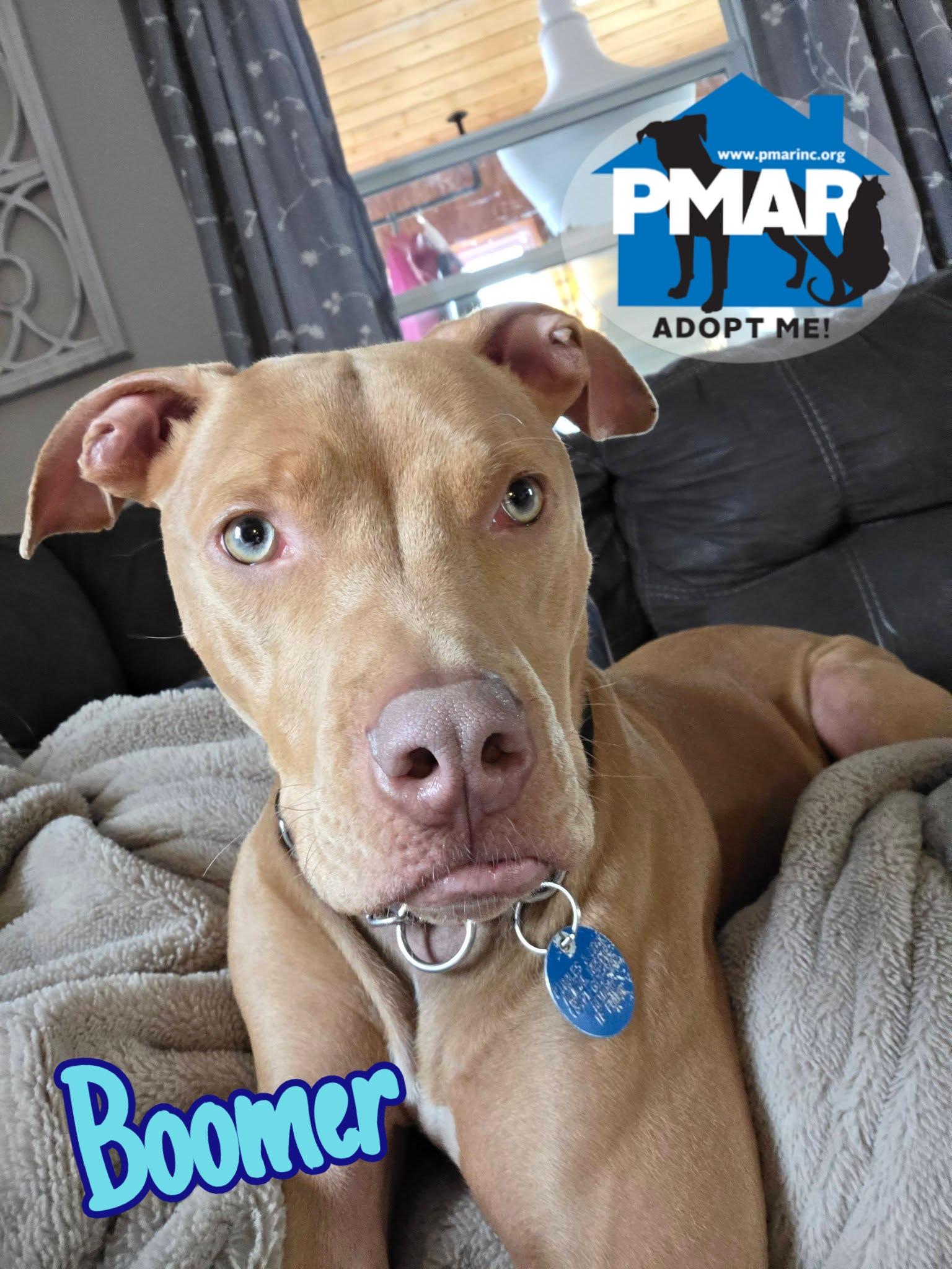 Enlarge Boomer, a ADOPTABLE mixed breed in Binghamton, NY image 1/6