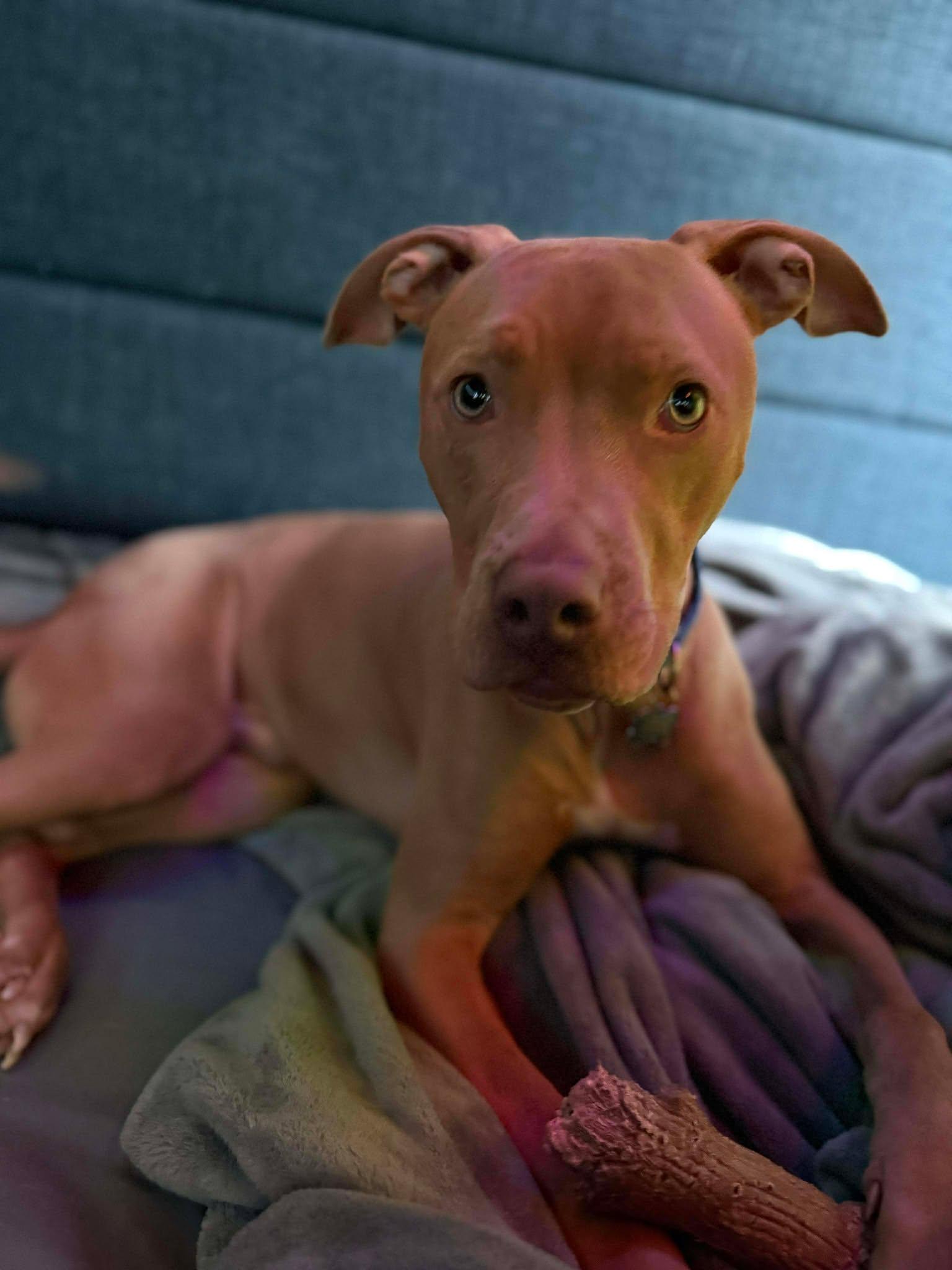 Enlarge Boomer, a ADOPTABLE mixed breed in Binghamton, NY image 3/3