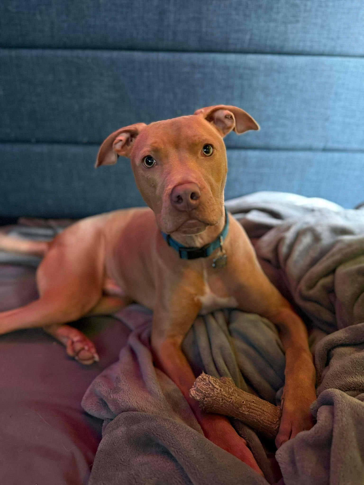 Enlarge Boomer, a ADOPTABLE mixed breed in Binghamton, NY image 1/3