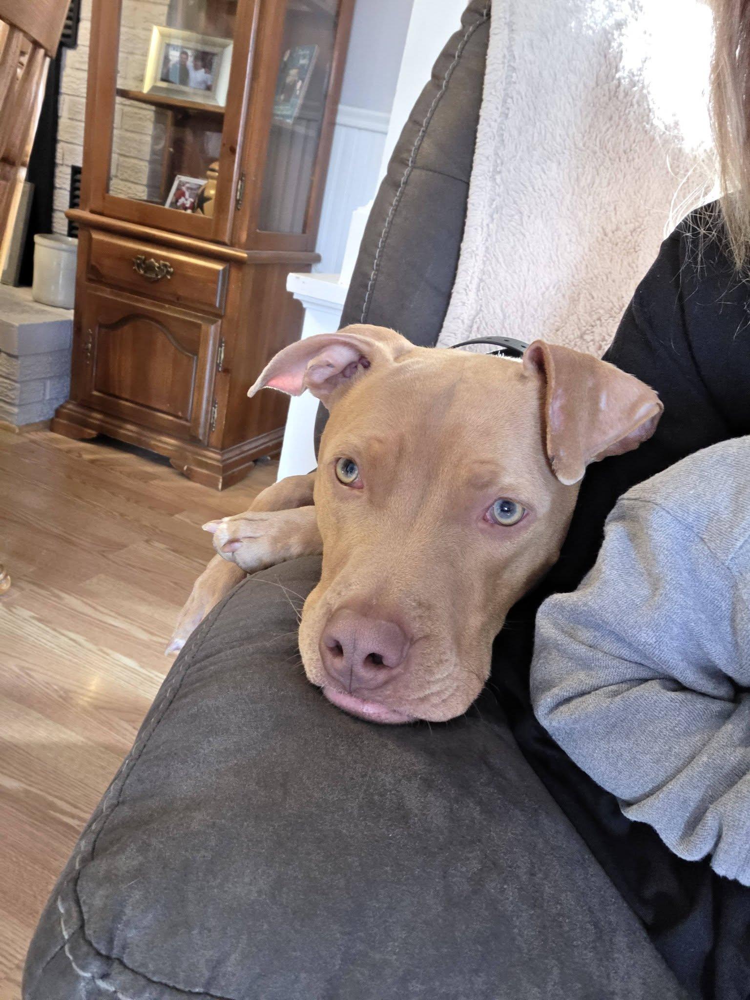 Enlarge Boomer, a ADOPTABLE mixed breed in Binghamton, NY image 3/6