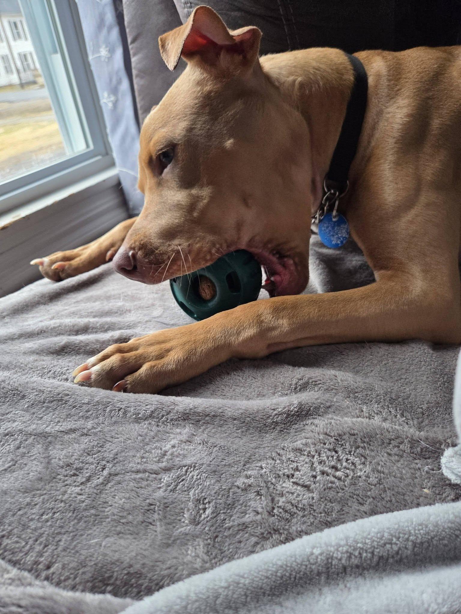 Enlarge Boomer, a ADOPTABLE mixed breed in Binghamton, NY image 6/6