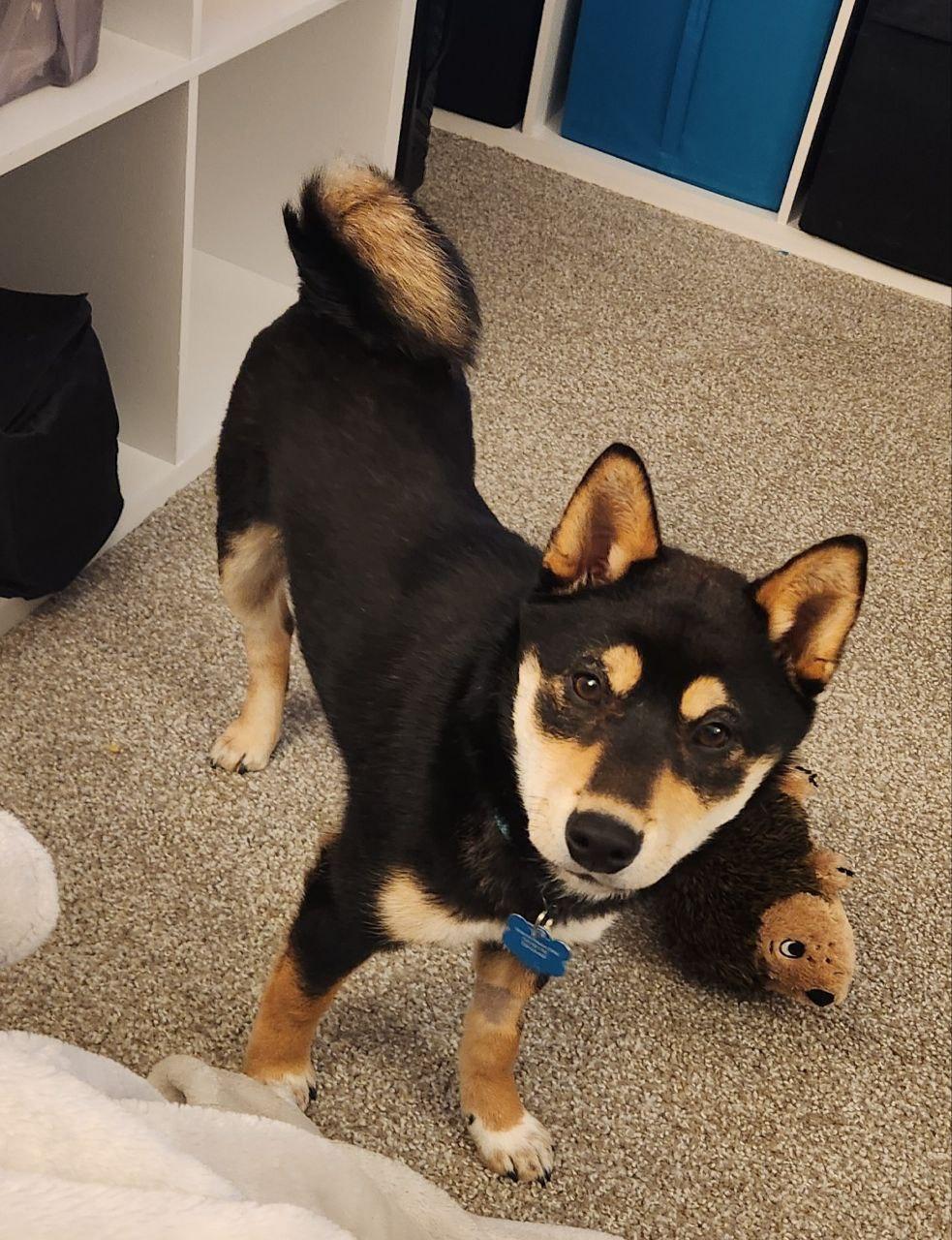 Enlarge Reese, an adopted Shiba Inu in Auburn, MI image 2/5