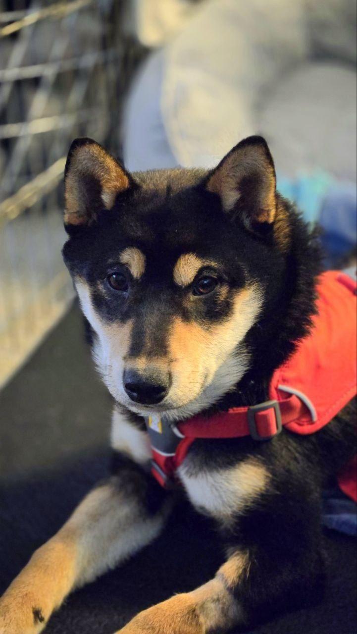 Enlarge Reese, an adopted Shiba Inu in Auburn, MI image 4/5