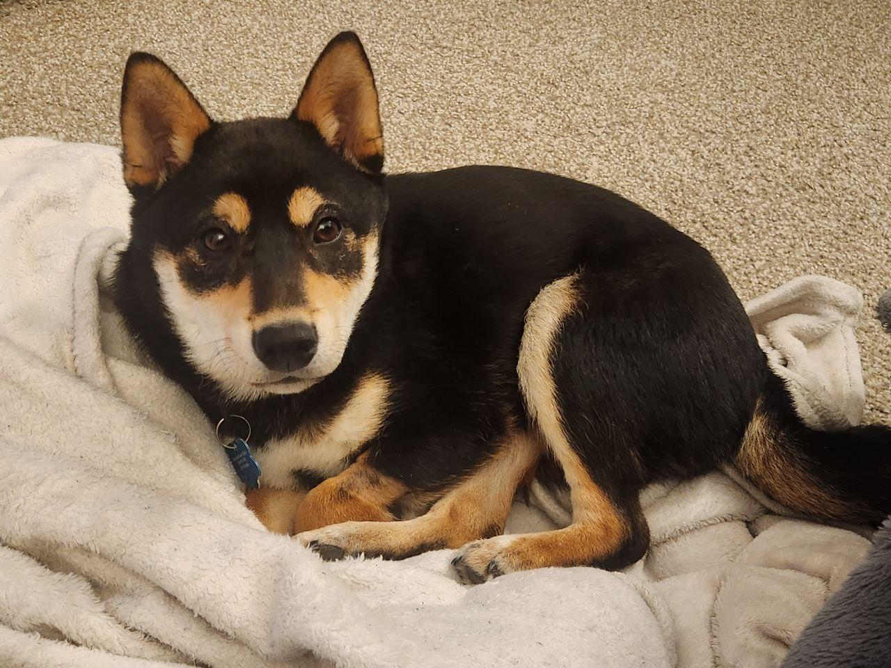 Enlarge Reese, an adopted Shiba Inu in Auburn, MI image 3/5