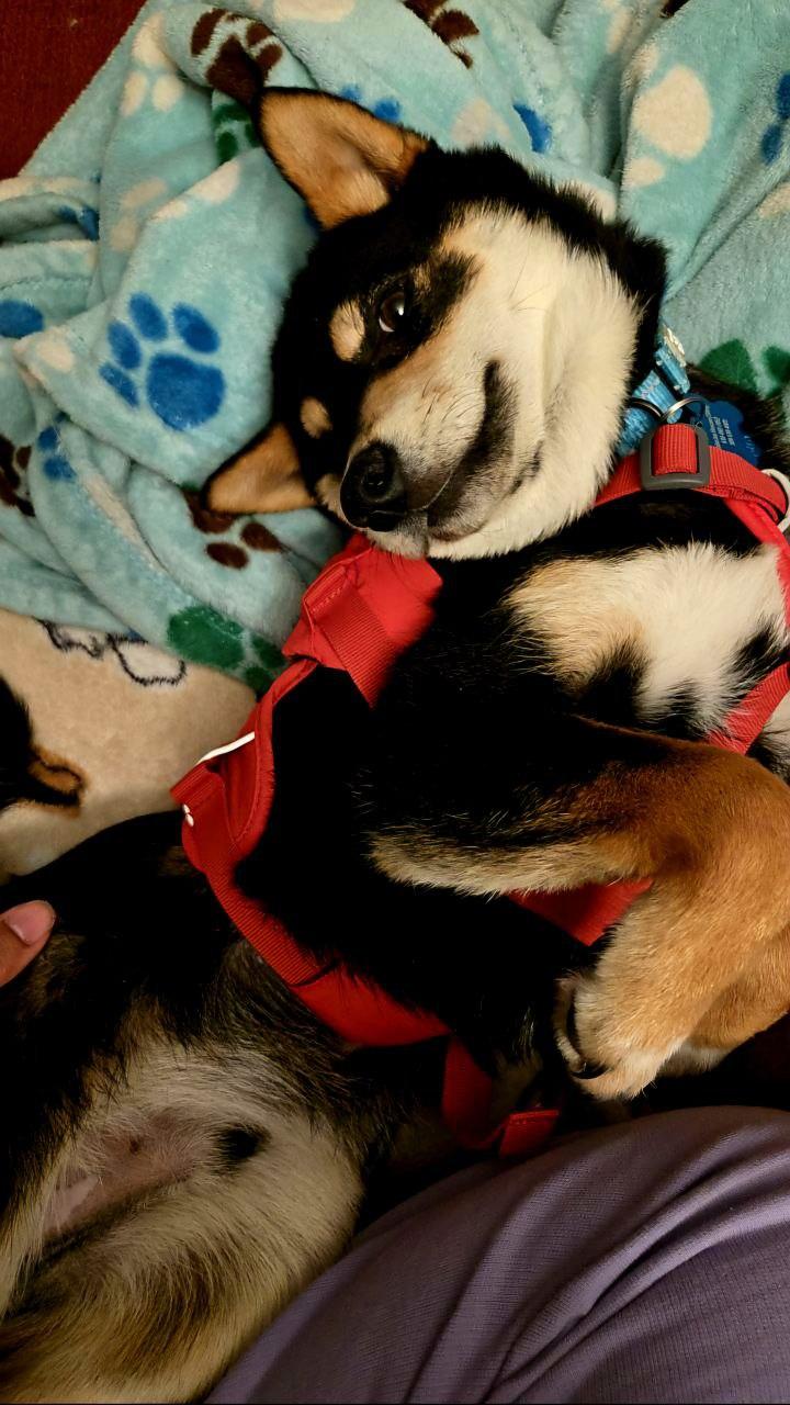 Enlarge Reese, an adopted Shiba Inu in Auburn, MI image 5/5