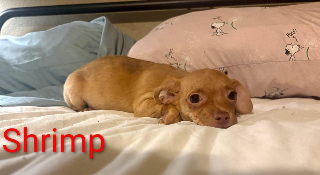 Enlarge Shrimp, a Adoptable mixed breed in Mary Esther, FL image 2/2