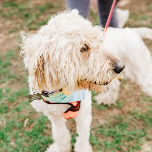 Noodle, Adoptable, Young Male Goldendoodle.