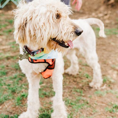 Enlarge Noodle, a Adoptable Goldendoodle in Christiansburg, VA image 2/5