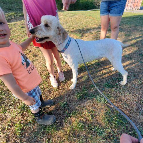 Enlarge Noodle, a Adoptable Goldendoodle in Christiansburg, VA image 3/5