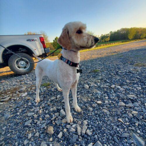 Enlarge Noodle, a Adoptable Goldendoodle in Christiansburg, VA image 4/5