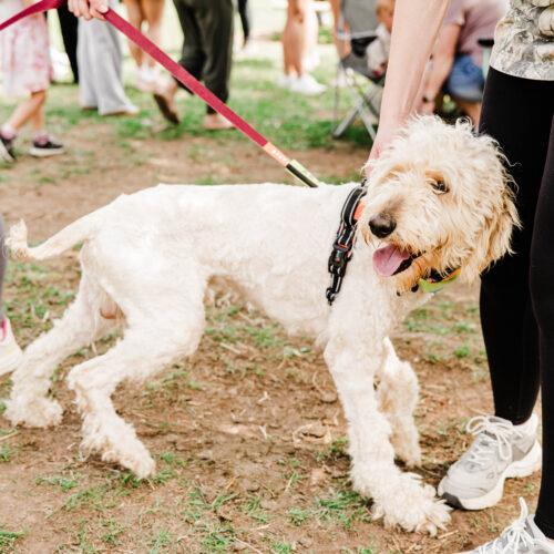 Enlarge Noodle, a Adoptable Goldendoodle in Christiansburg, VA image 5/5