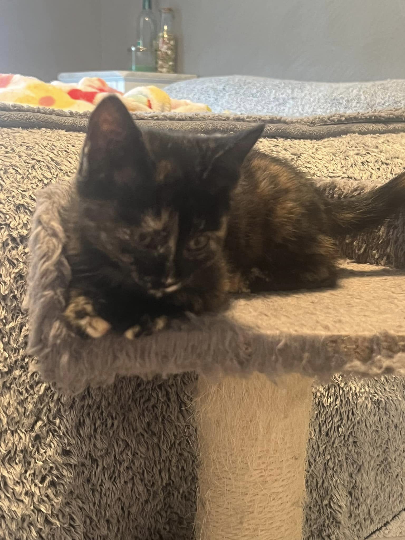 Penny, an adopted Domestic Short Hair in Olivet, MI_image-1