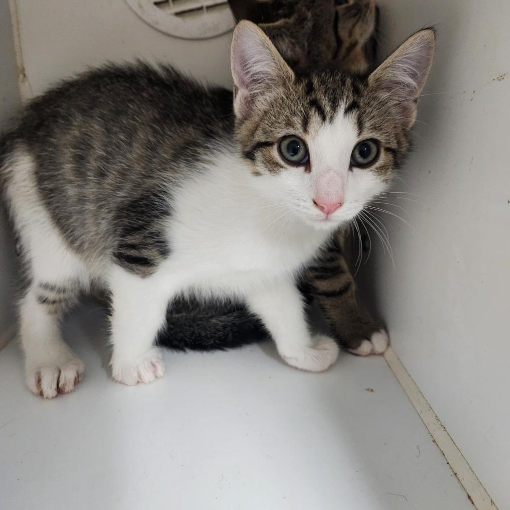 Mutt, Adoptable, Kitten Male Domestic Short Hair.