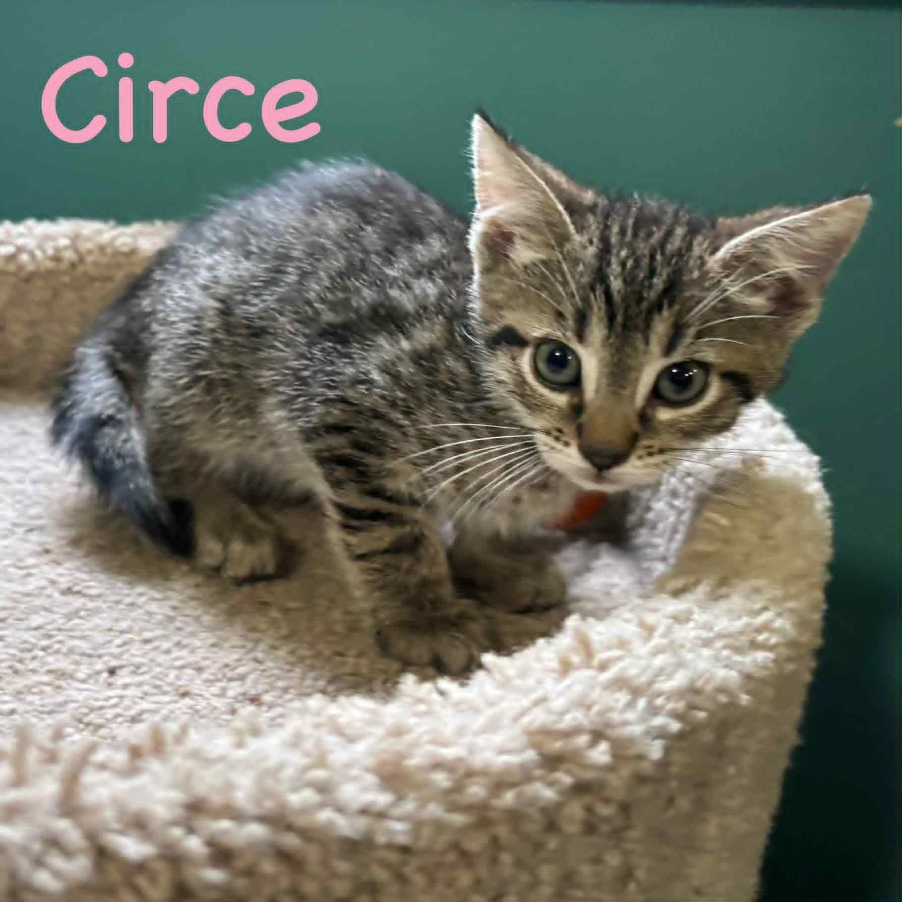 Photo of Circe