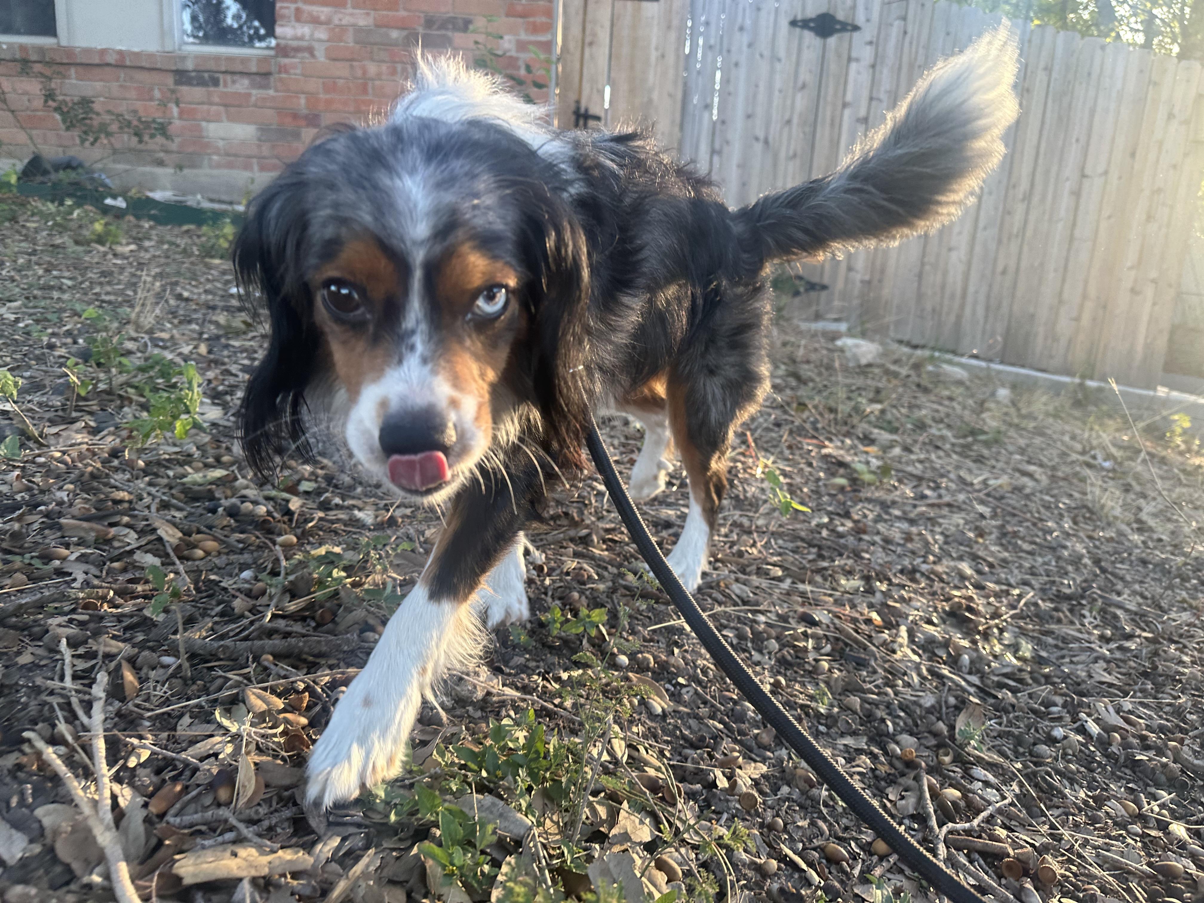 Blu Cheese, Adoptable, Adult Male Cavalier King Charles Spaniel & Australian Shepherd.