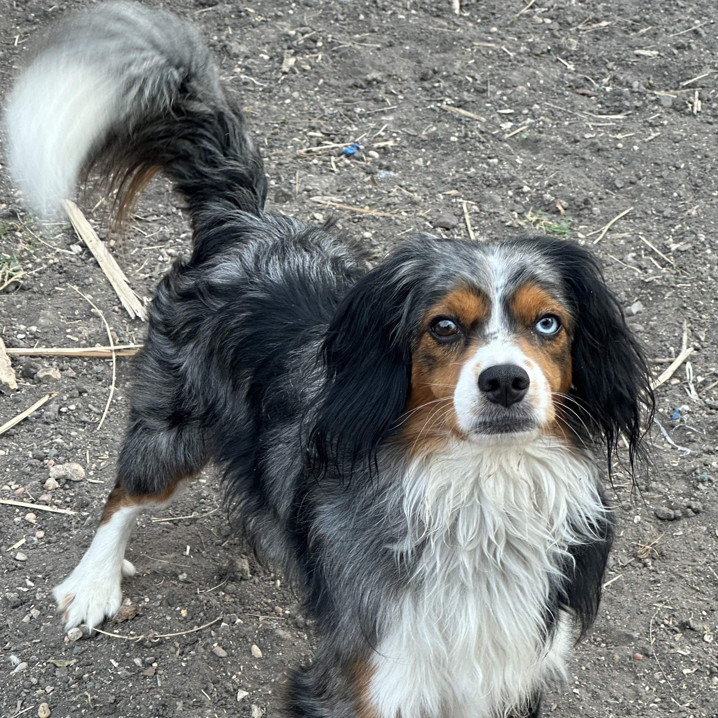 Enlarge Blu Cheese, a Adoptable mixed breed in kirby, TX image 2/3