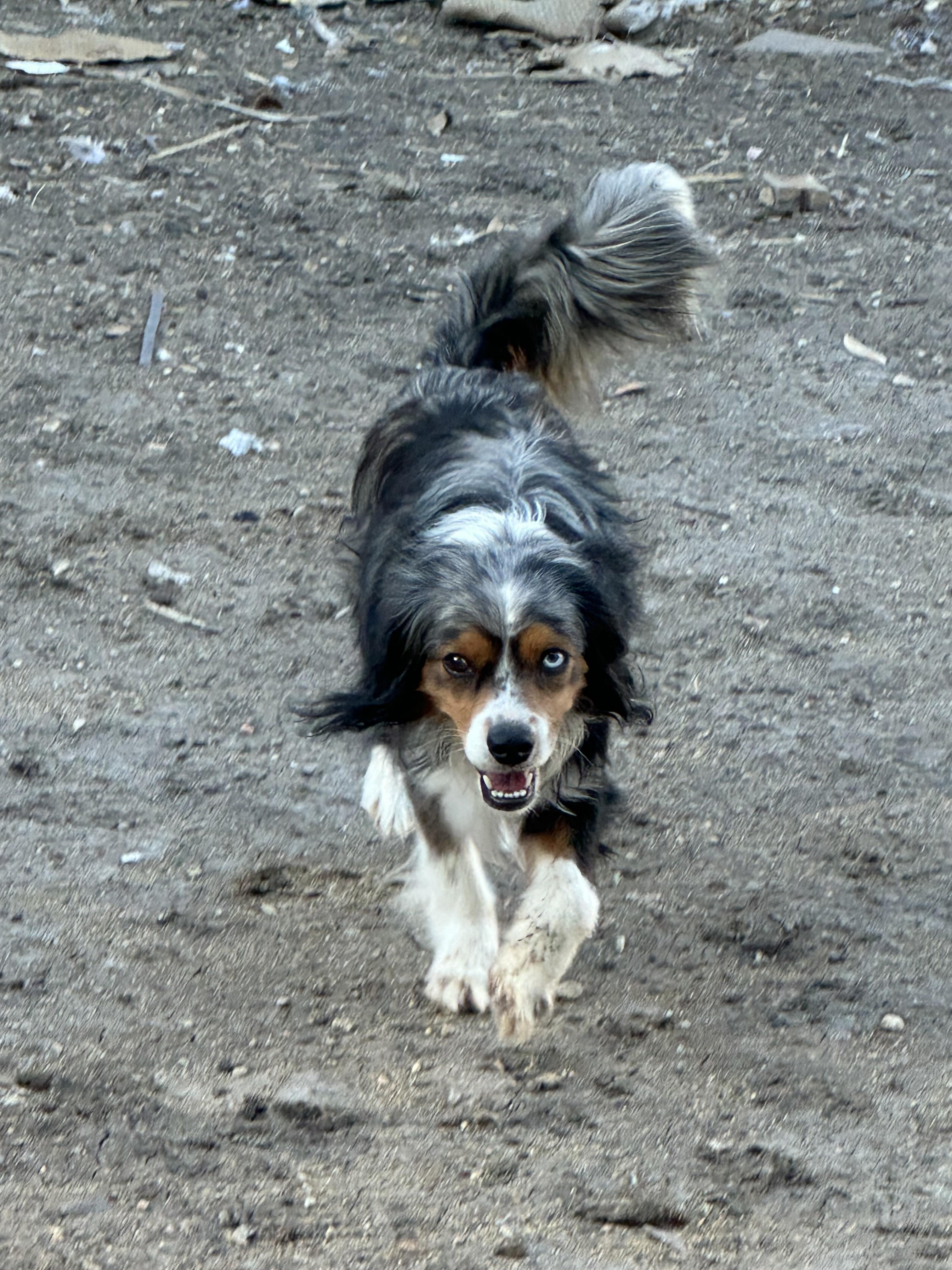Enlarge Blu Cheese, a Adoptable mixed breed in kirby, TX image 3/3