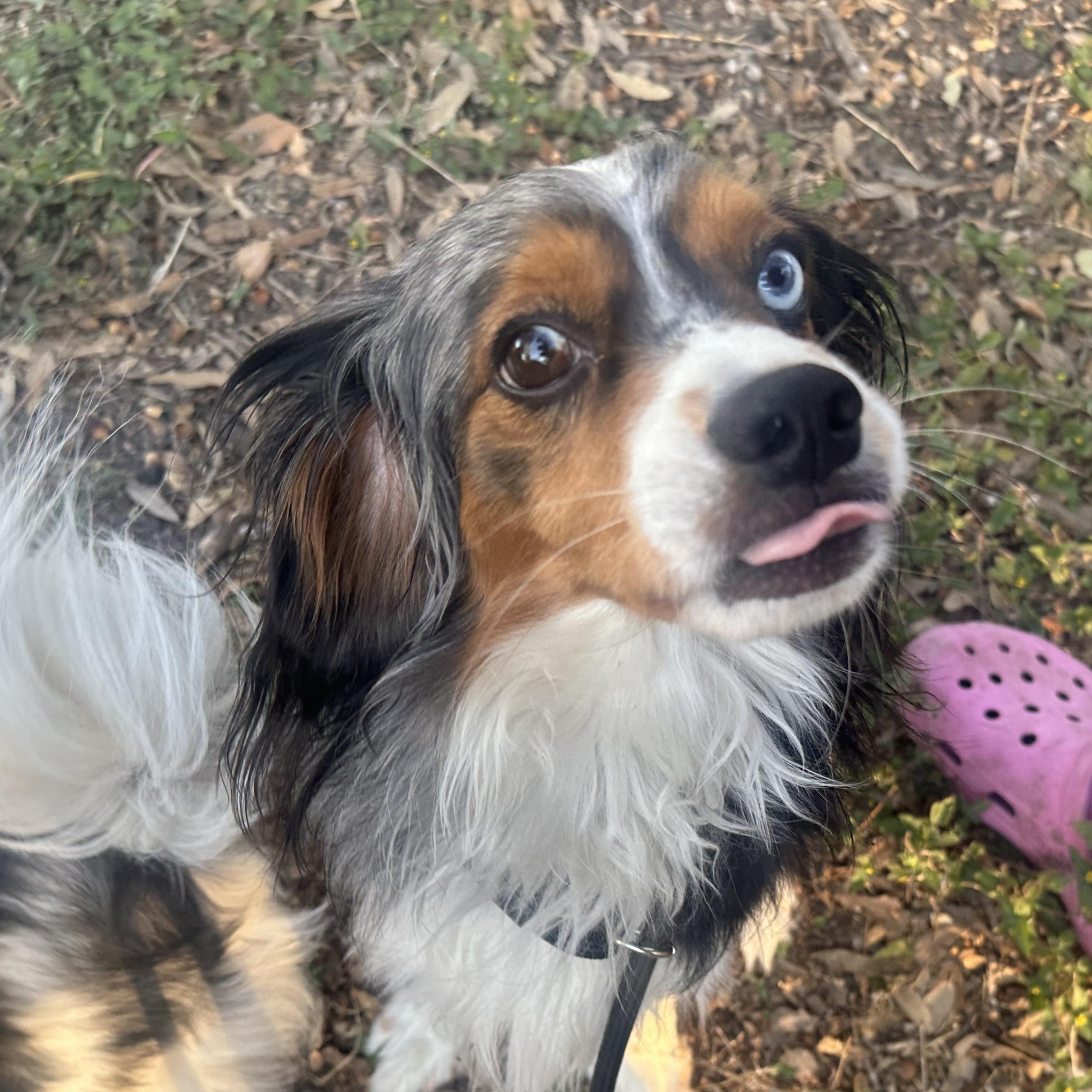 Enlarge Blu Cheese, a Adoptable mixed breed in kirby, TX image 3/3