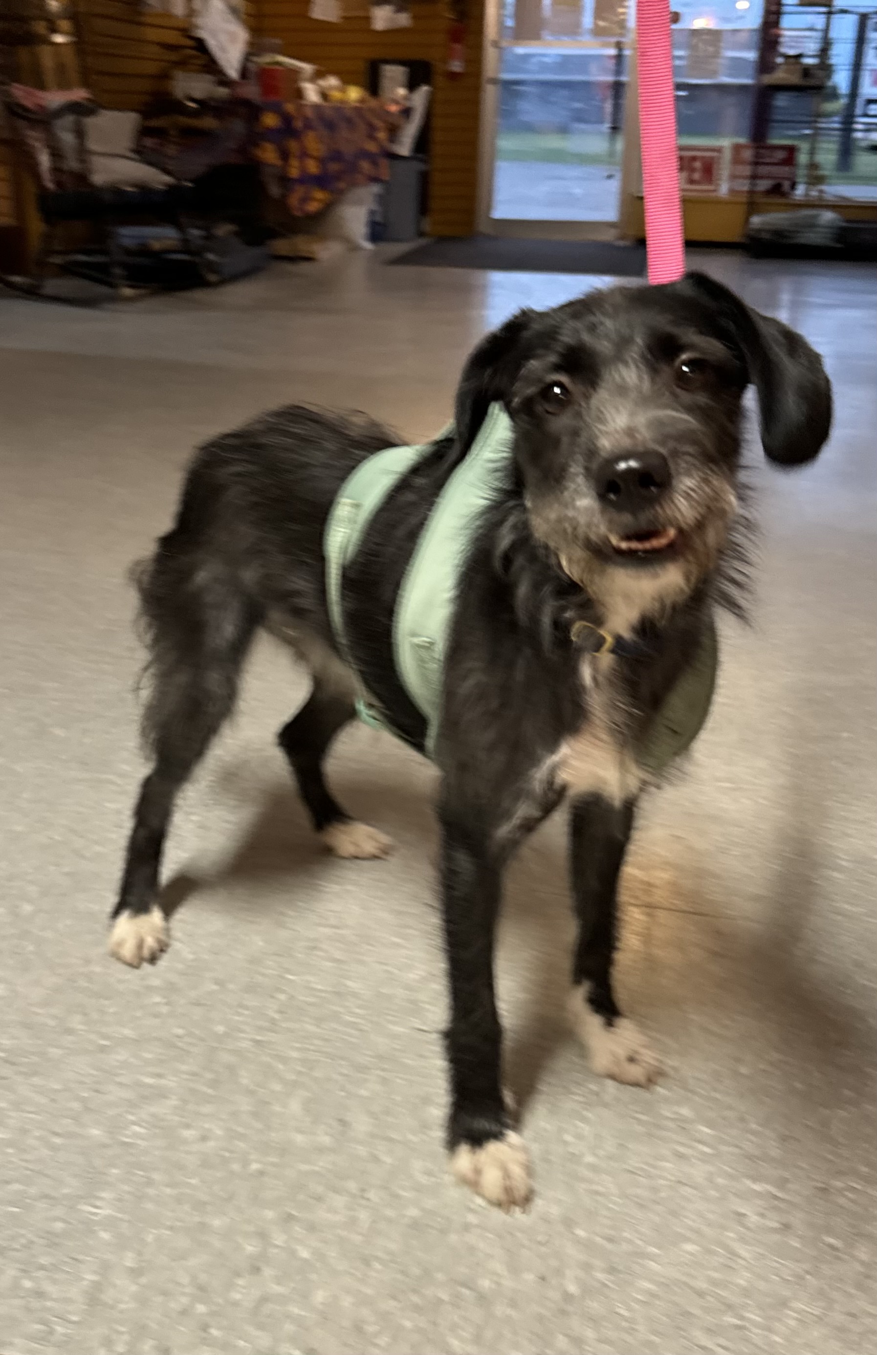 Dog for adoption Mia Luna, a Wirehaired Terrier & Terrier Mix in