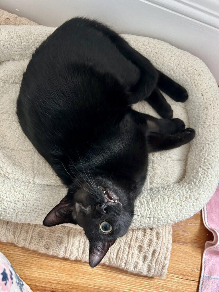 Enlarge Spooky, a ADOPTABLE American Wirehair in Medford, MA image 4/4