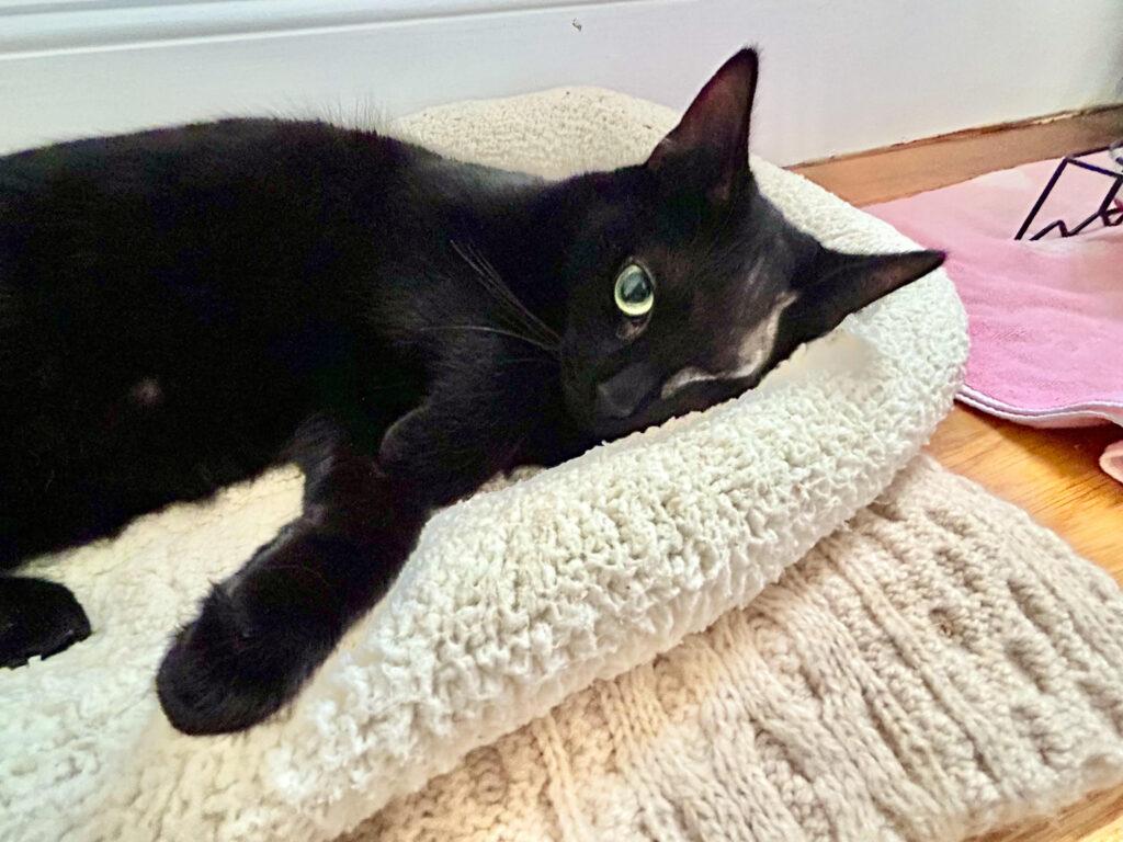 Spooky, ADOPTABLE, Young Male American Wirehair.