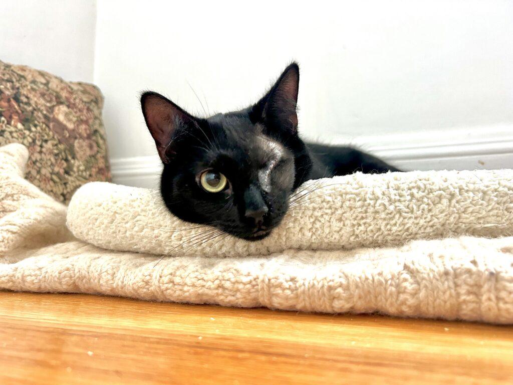 Enlarge Spooky, a ADOPTABLE American Wirehair in Medford, MA image 2/4