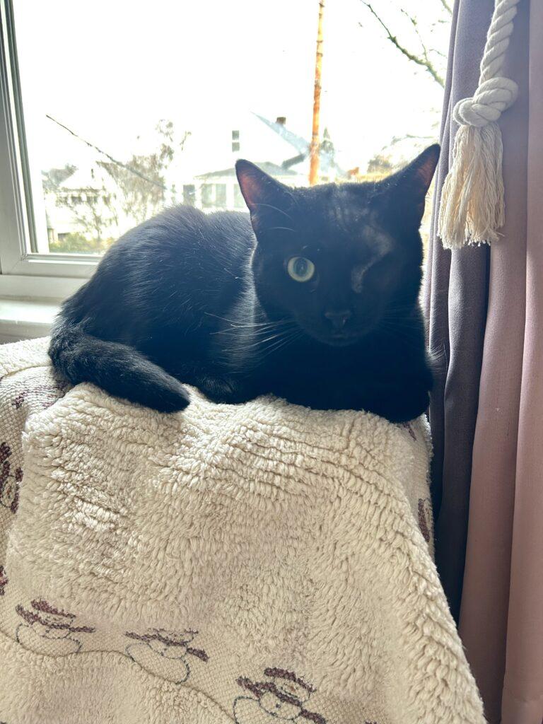 Enlarge Spooky, a ADOPTABLE American Wirehair in Medford, MA image 3/4