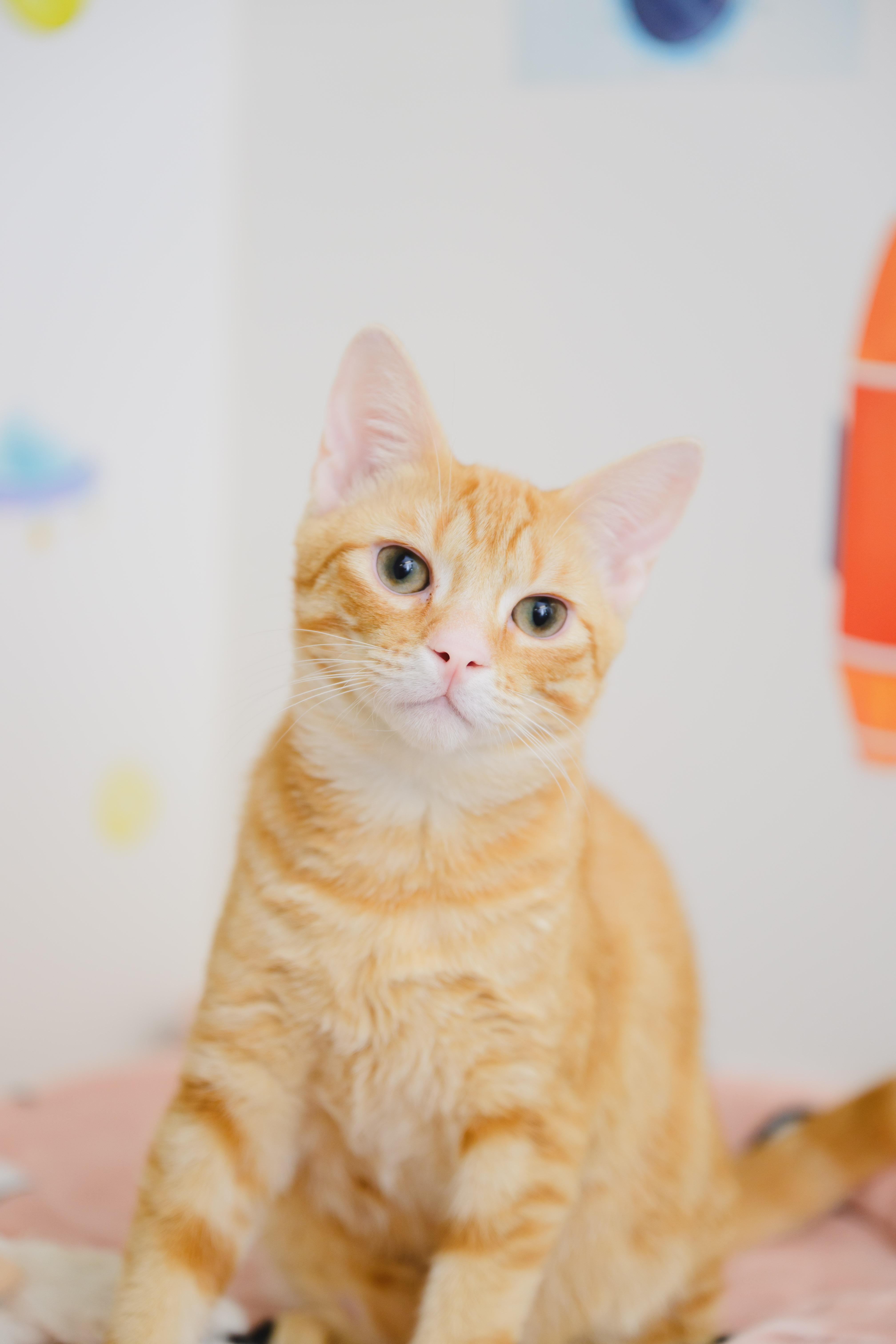 Enlarge Lilo, a Adoptable Domestic Short Hair in Honolulu, HI image 2/6
