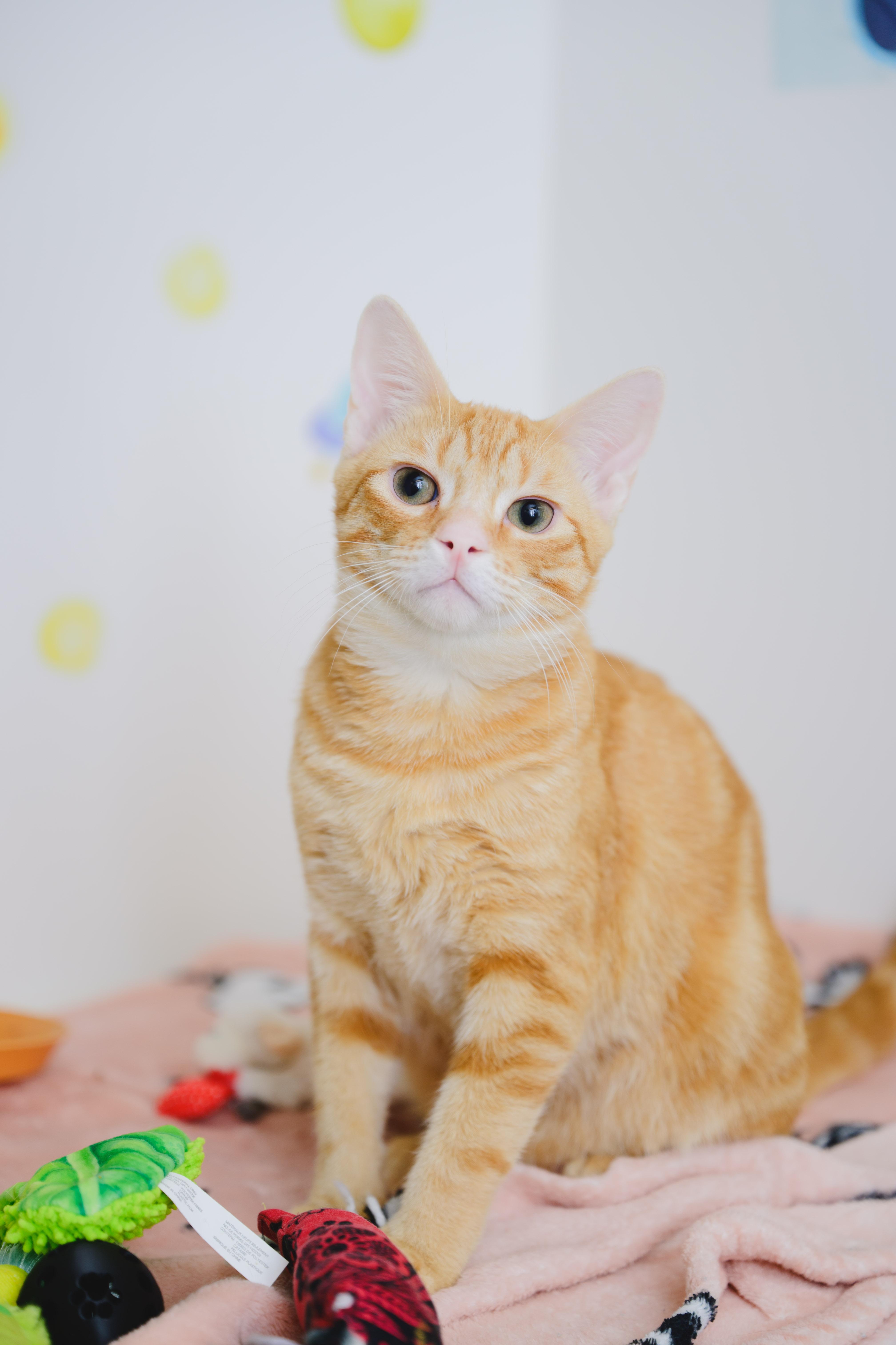 Enlarge Lilo, a Adoptable Domestic Short Hair in Honolulu, HI image 3/6