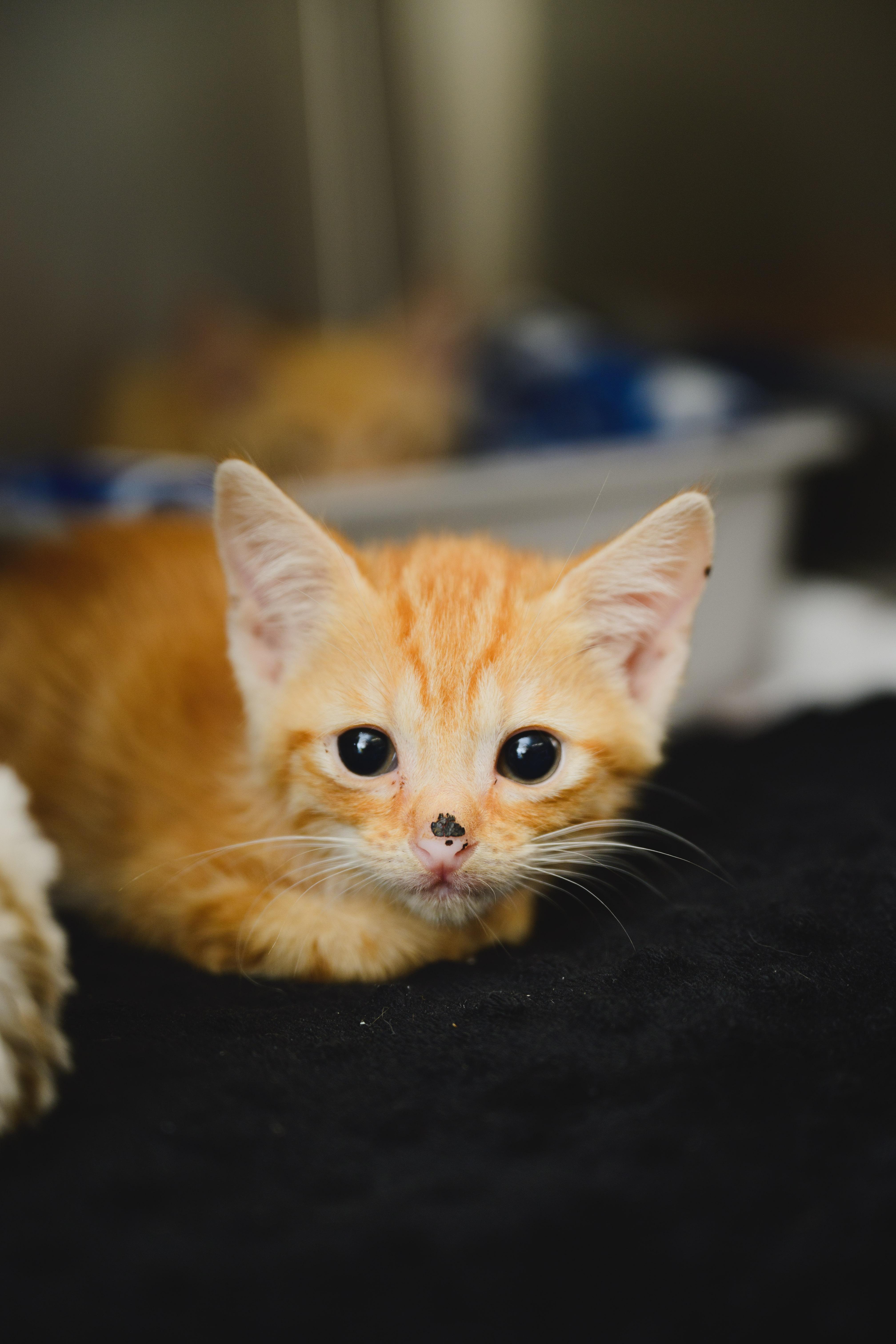 Enlarge Lilo, a Adoptable Domestic Short Hair in Honolulu, HI image 4/6