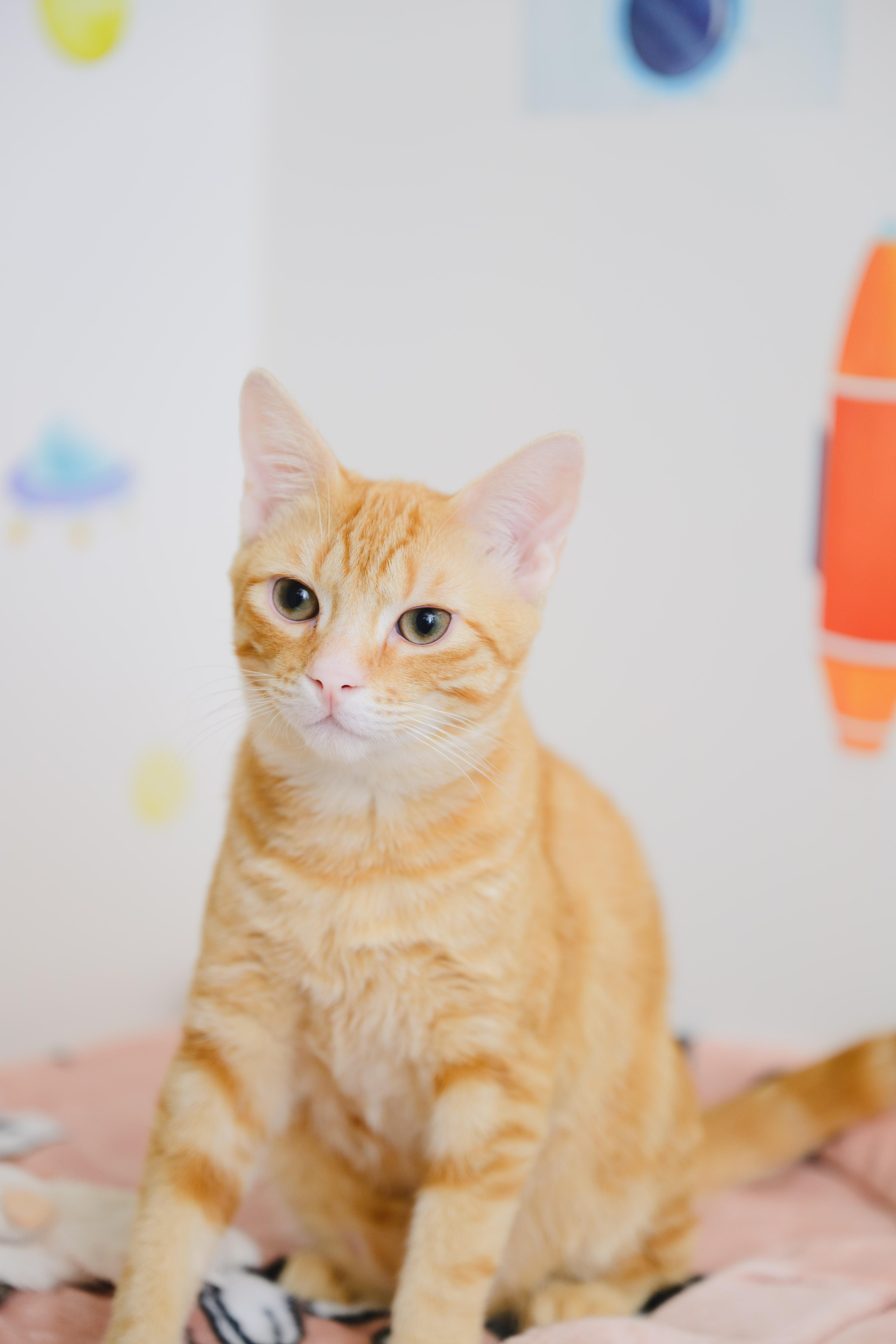 Enlarge Lilo, a Adoptable Domestic Short Hair in Honolulu, HI image 5/6