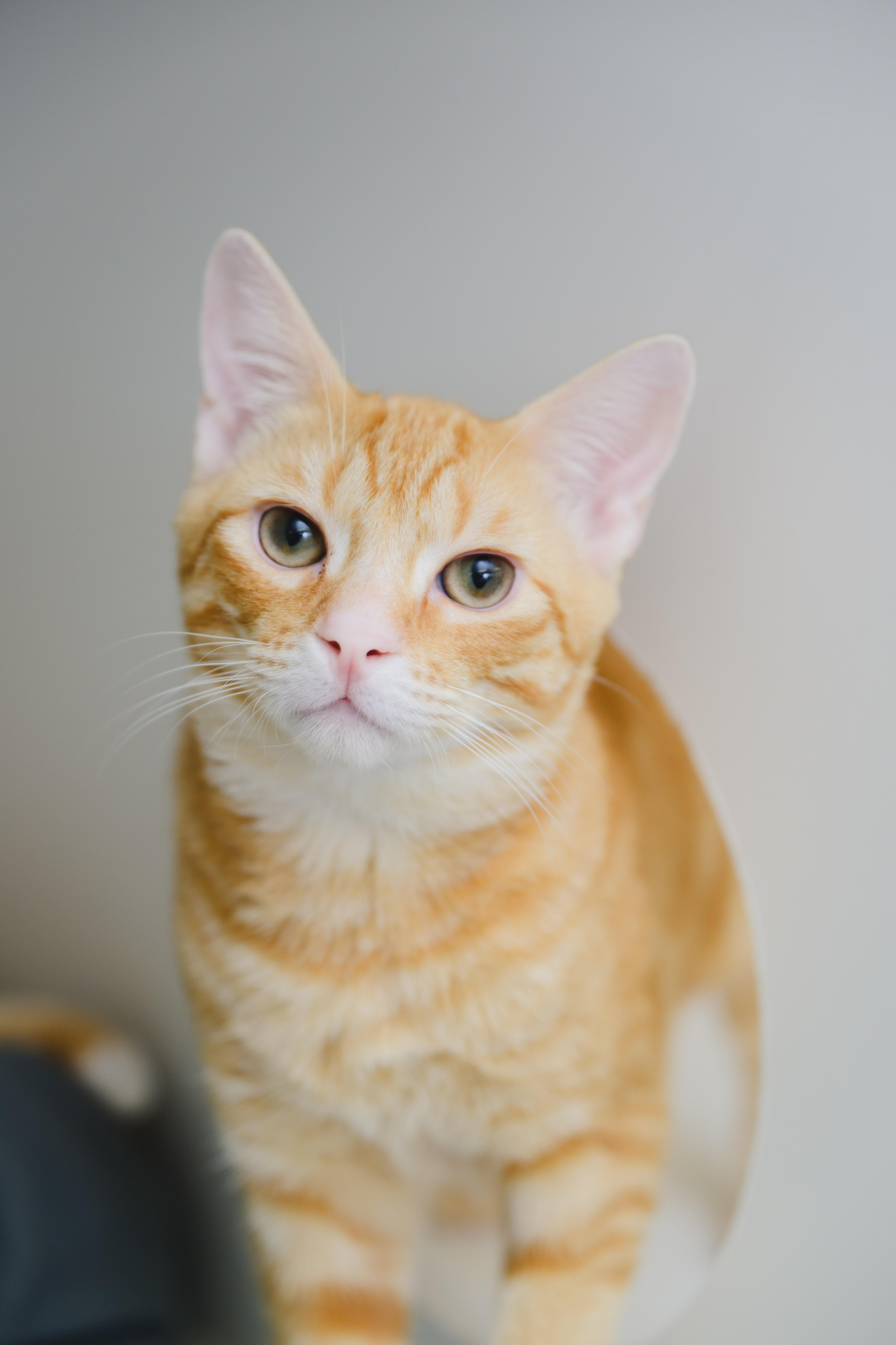 Enlarge Lilo, a Adoptable Domestic Short Hair in Honolulu, HI image 6/6